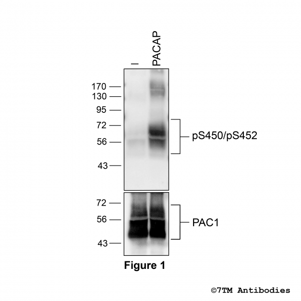 Agonist-induced Serine450/Serine452 phosphorylation of the PACAP Receptor 1