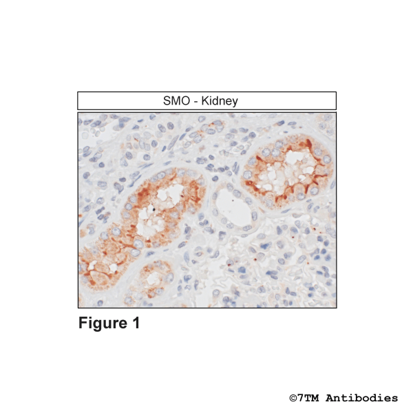 SMO (IHC-grade), Smoothened Receptor Antibody