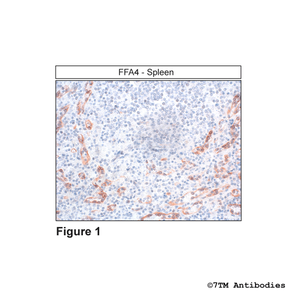 Immunohistochemical identification of FFA4 Receptor in human spleen