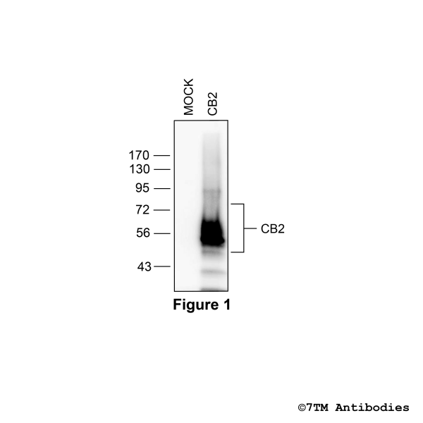 Validation of the Cannabinoid Receptor 2 in transfected HEK293 cells