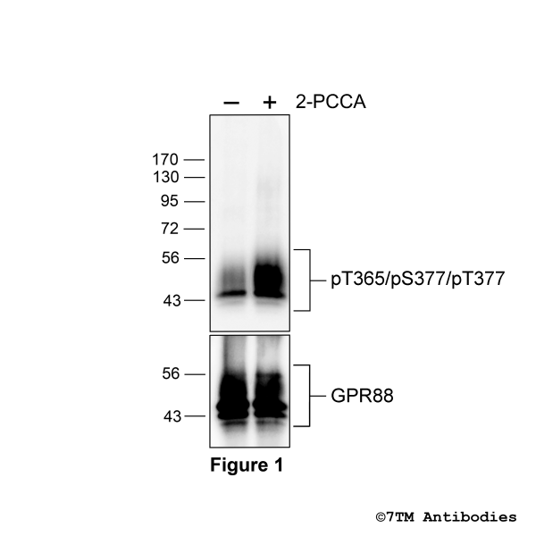 Agonist-induced Threonine365/Serine371/Threonine377 phosphorylation of GPR88-Receptor