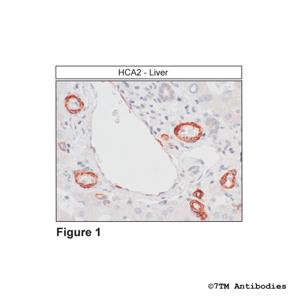 HCA2 (IHC-grade), Hydroxycarboxylic Acid Receptor 2 Antibody
