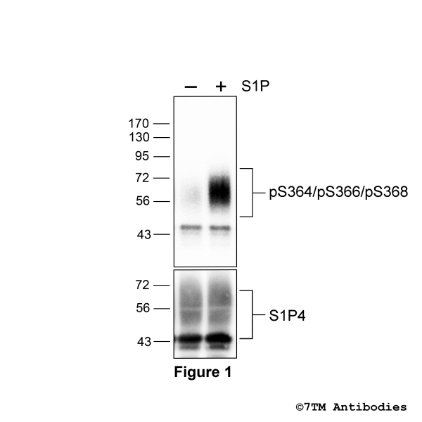 pS364/pS366/pS368-S1P4 (phospho-Sphingosine 1-Phosphate Receptor 4 Antibody)