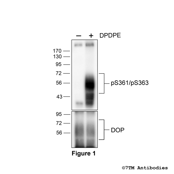 Agonist-induced Threonine361/Serine363 phosphorylation of the δ-Opioid receptor