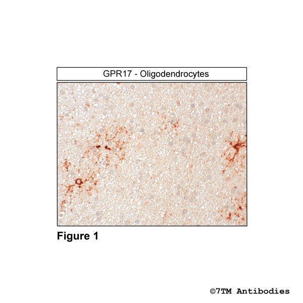 Immunohistochemical identification of G Protein-coupled Receptor 17 in oligodendrocytes.