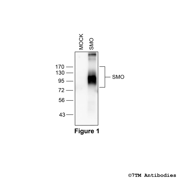 Validation of the Smoothened Receptor in transfected HEK293 cells