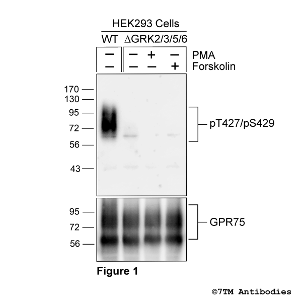 Threonine427/Serine429 phosphorylation of the G-protein coupled Receptor 75.