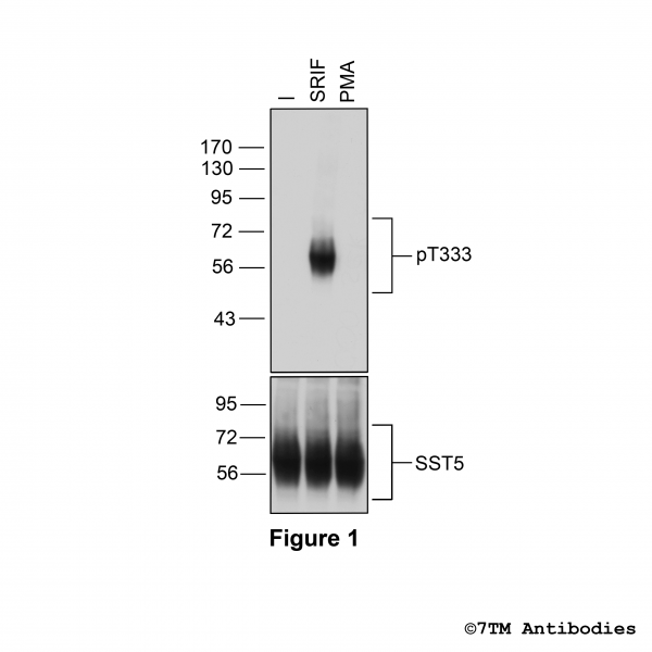 Agonist-induced Threonine333 phosphorylation of the Somatostatin Receptor 5.