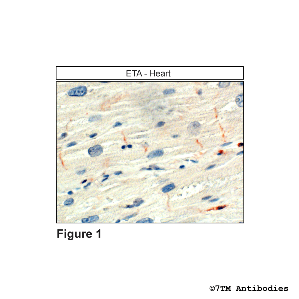 ETA (IHC-grade), Endothelin Receptor A Antibody