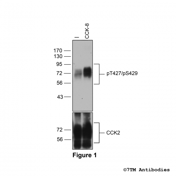 pT427/pS429-CCK2 (phospho-Cholecystokinin Receptor 2 Antibody)
