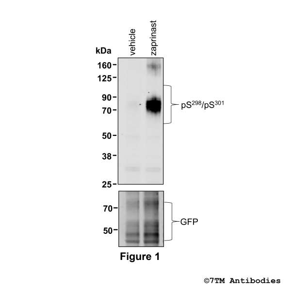  Agonist-induced Serine298/Serine301 phosphorylation of mouse GPR35 Receptor