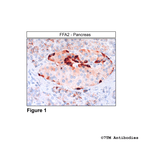Immunohistochemical identification of FFA2 Receptor in pancreas