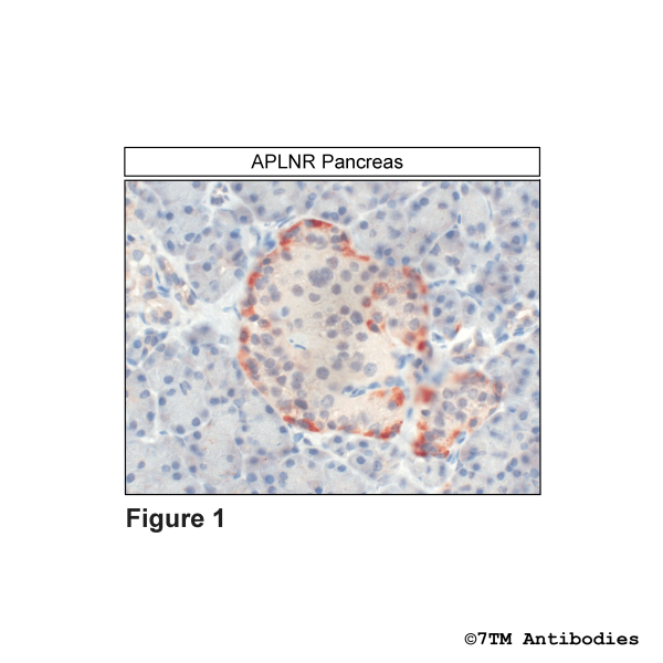 Immunohistochemical identification of APLN Receptor in human pancreas