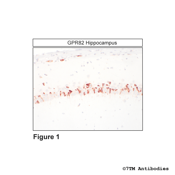GPR82 (IHC-grade), G Protein-Coupled Receptor 82 Antibody