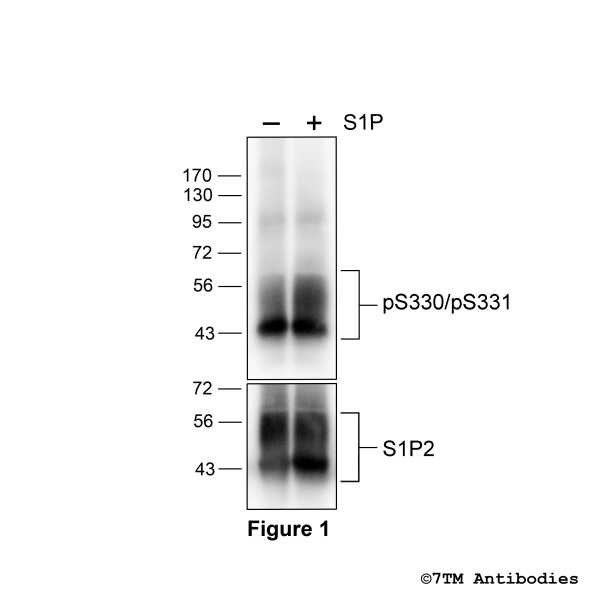 Agonist-induced Serine330/Serine331 phosphorylation of the Sphingosine 1-Phosphate Receptor 2