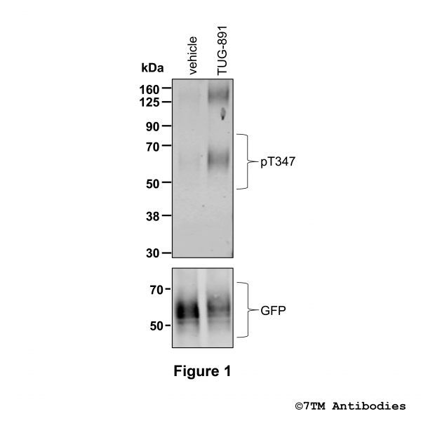 Agonist-induced Threonine347 phosphorylation of the FFA Receptor 4