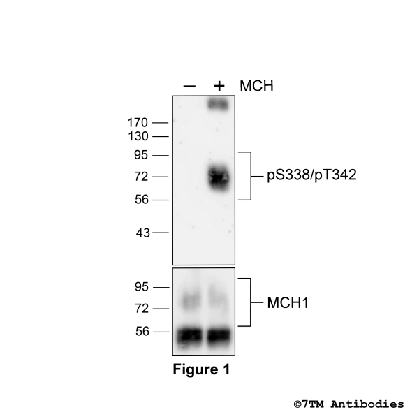 Agonist-induced Serine338/Threonine342 phosphorylation of MCH1 Receptor.