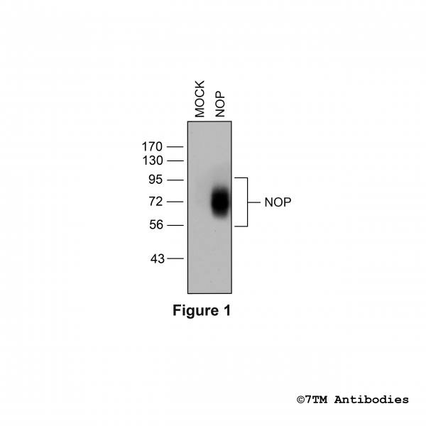 Validation of the Nociceptin/Orphanin FQ Receptor in transfected HEK293 cells.