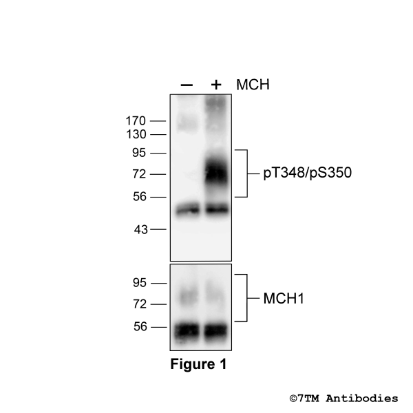 Agonist-induced Threonine348/Serine350 phosphorylation of MCH1 Receptor