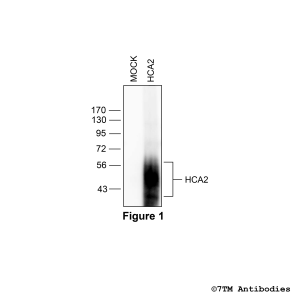 Validation of the Hydroxycarboxylic Acid Receptor 2 in transfected HEK293 cells