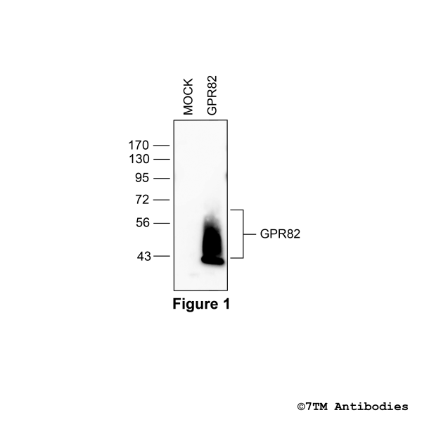 Validation of the GPR82 Receptor in transfected HEK293 cells