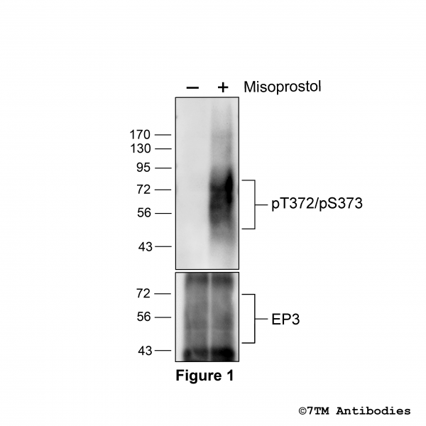 Agonist-induced Threonine372/Serine373 phosphorylation of the EP3 Prostanoid Receptor