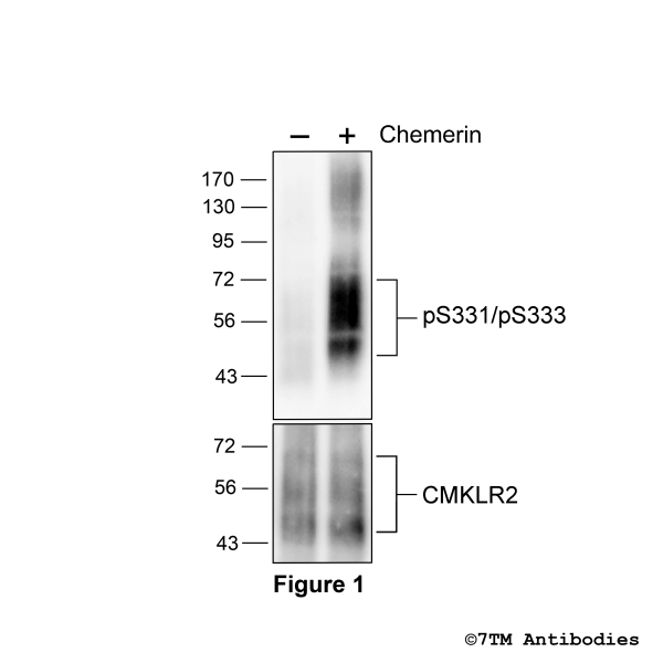 Agonist-induced Serine331/Serine333 phosphorylation of Chemerin Receptor 2