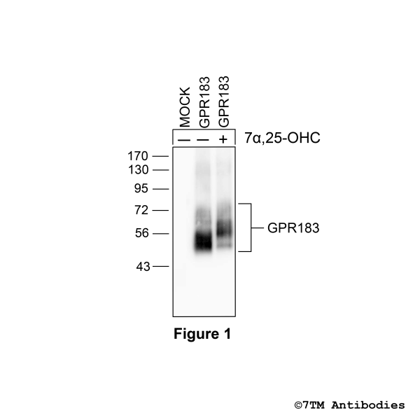 Validation of the GPR183 Receptor in transfected HEK293 cells