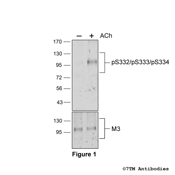Agonist-induced Serine332/Serine333/Serine334 phosphorylation of the M3 Muscarinic Acetycholine Receptor.
