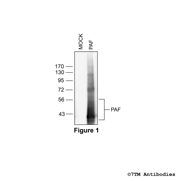 PAF (non-phospho), Platelet-Activating Factor Receptor Antibody