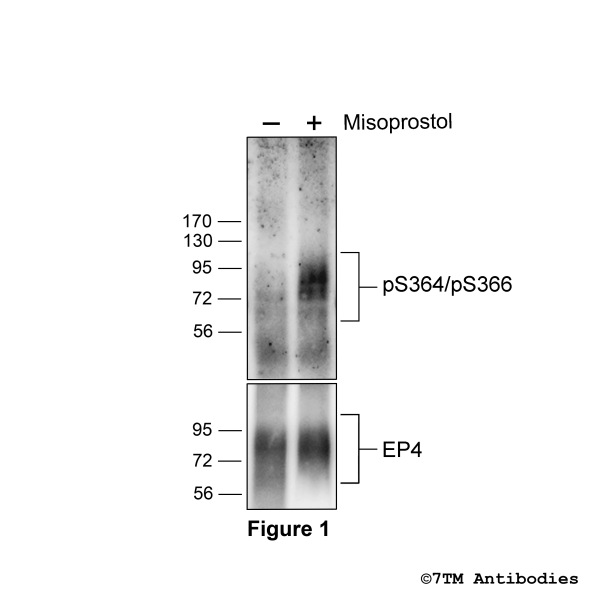 Agonist-induce Serine364/Serine366 phosphorylation of the EP4 Prostanoid Receptor