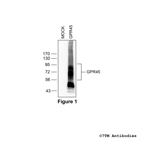 GPR45 (non-phospho), G protein-coupled Receptor 45 Antibody