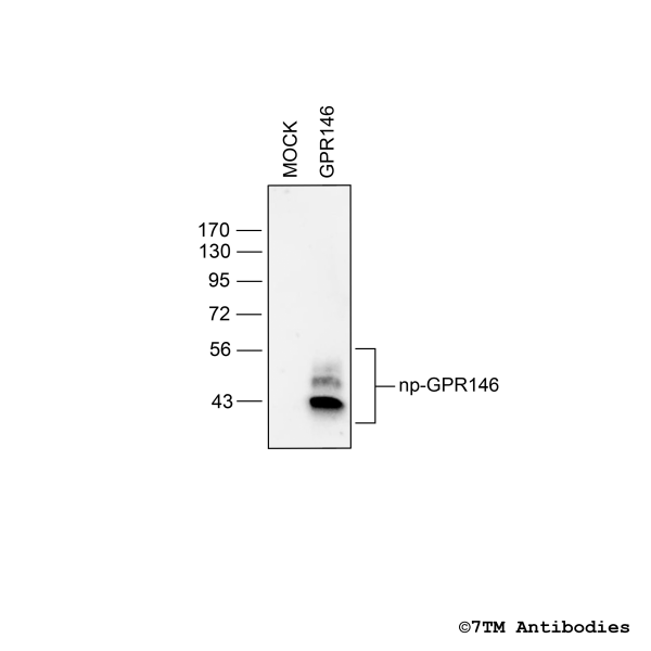 Validation of the GPR146 Receptor in transfected HEK293 cells