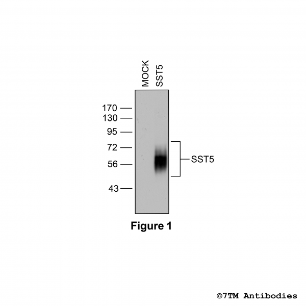 Validation of the Somatostatin Receptor 5 in transfected HEK293 cells.