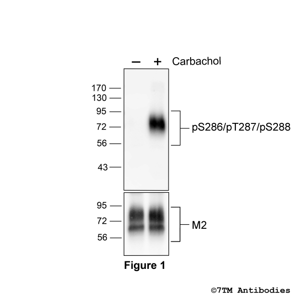 Agonist-induced Serine286/Threonine287/Serine288 phosphorylation of the M2 Muscarinic Acetycholine Receptor
