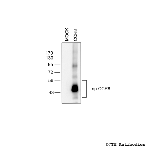 Validation of the CCR8 Receptor in transfected HEK293 cells