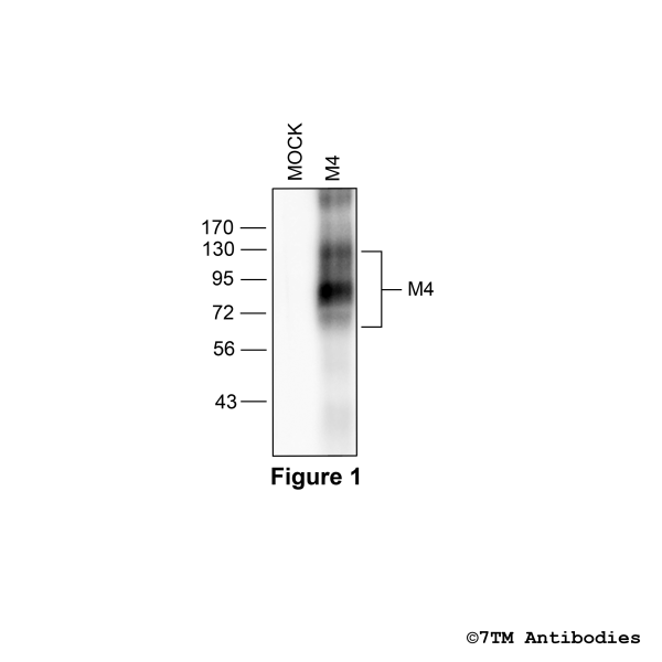 Validation of the M4 Muscarinic Acetylcholine Receptor in transfected HEK293 cells