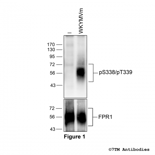 Agonist-induced Serine338/Threonine339 phosphorylation of Formylpeptide Receptor 1