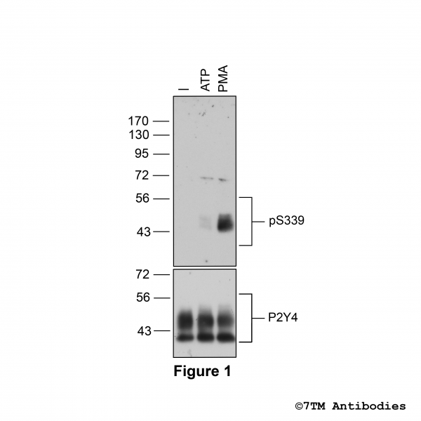 Agonist-induced Serine339 phosphorylation of the P2Y Receptor 4