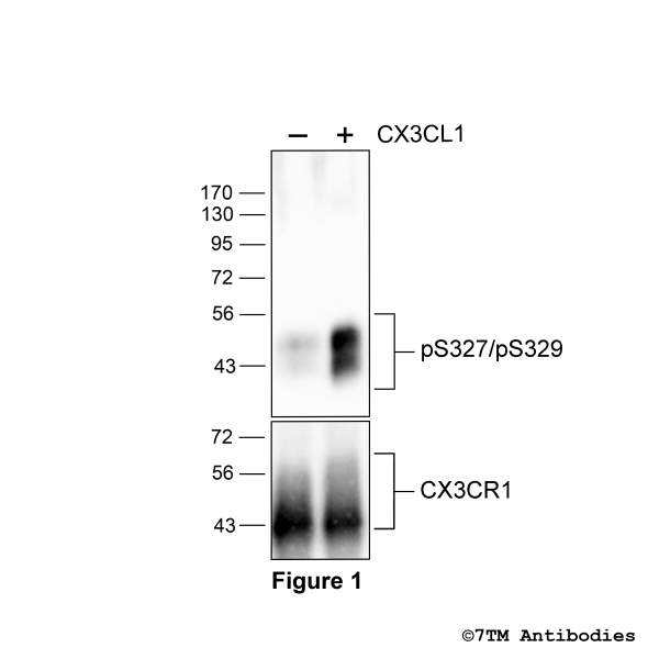 pS327/pS329-CX3CR1 (phospho-CX3CR1 Chemokine Receptor Antibody)