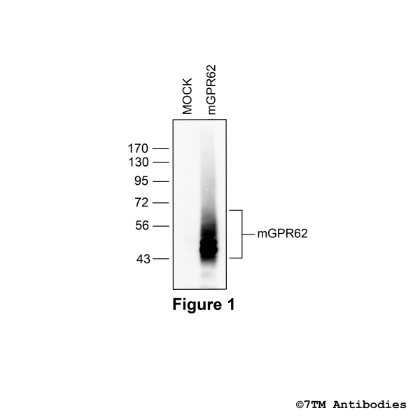 Validation of the mouse GPR62 Receptor in transfected HEK293 cells.