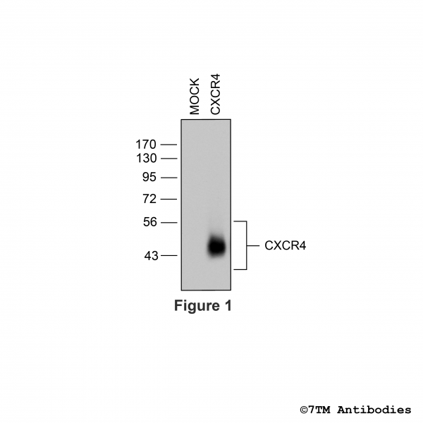 Validation of the CXC Chemokine Receptor 4 in transfected HEK293 cells.