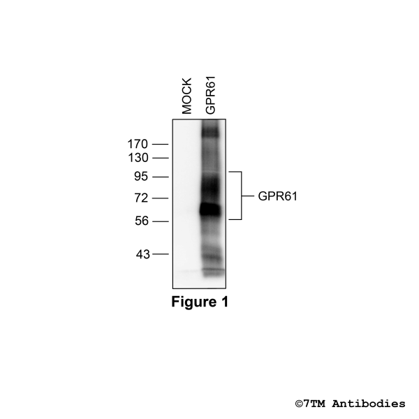 Validation of the GPR61 Receptor in transfected HEK293 cells