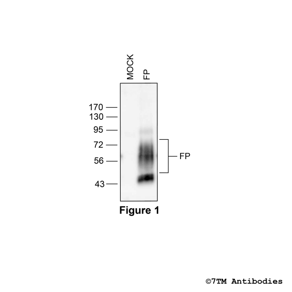 Validation of the FP Prostanoid Receptor in transfected HEK293 cells