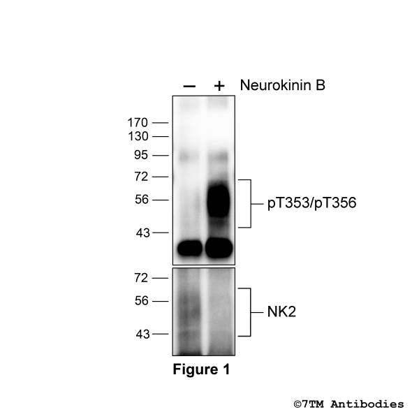 Agonist-induced Threonine353/Threonine356 phosphorylation of NK2 Receptor.