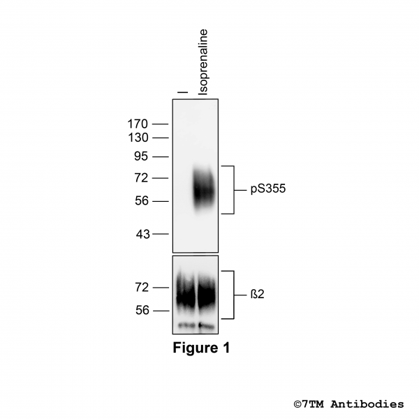 Agonist-induced Serine355 phosphorylation of the β2-Adrenoceptor