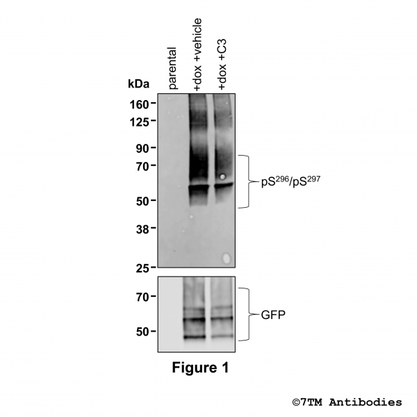 Constitutive Serine296/Serine297 phosphorylation of the FFA Receptor 2