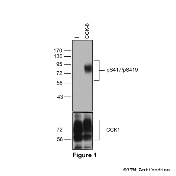 pS417/pS419-CCK1 (phospho-Cholecystokinin Receptor 1 Antibody)