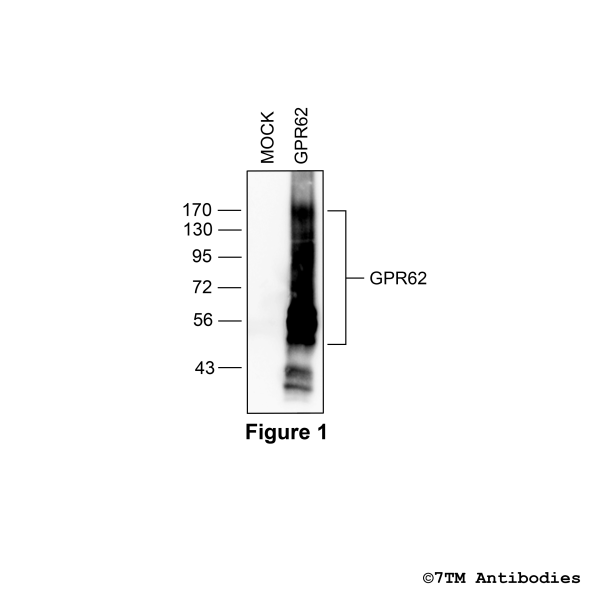 Validation of the GPR62 Receptor in transfected HEK293 cells