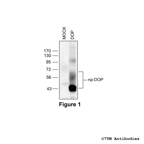 DOP (GP-non-phospho) δ-Opioid Receptor Antibody, Guinea Pig